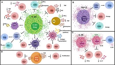 Frontiers | Immunosuppressive Mechanisms Of Regulatory B Cells